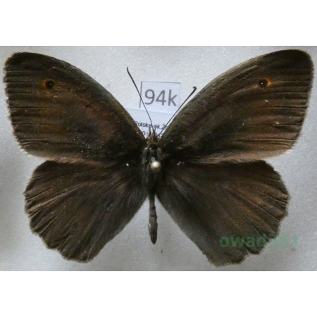 Maniola jurtina (Linnaeus, 1758) male Przestrojnik jurtina Poland94k